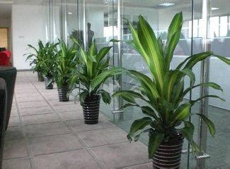 辦公室植物風水|辦公室好運植物推薦5款，好養又吸睛 